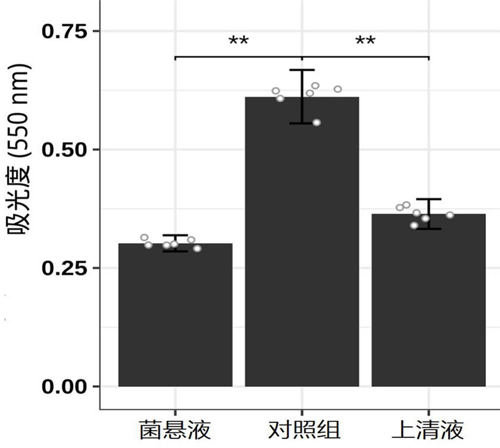 Lactobacillus plantarum capable of resisting helicobacter pylori infection and application of lactobacillus plantarum