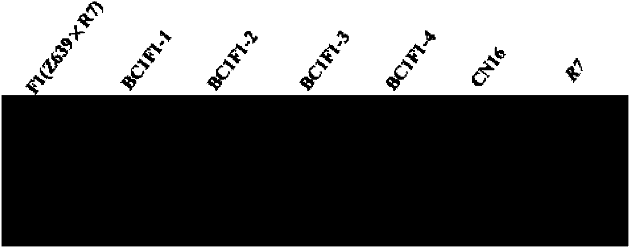 Molecular marker for Y-type high molecular weight glutelin subunit gene in distant hybridization generation of wheat and aegilops sharonensis and application of molecular marker