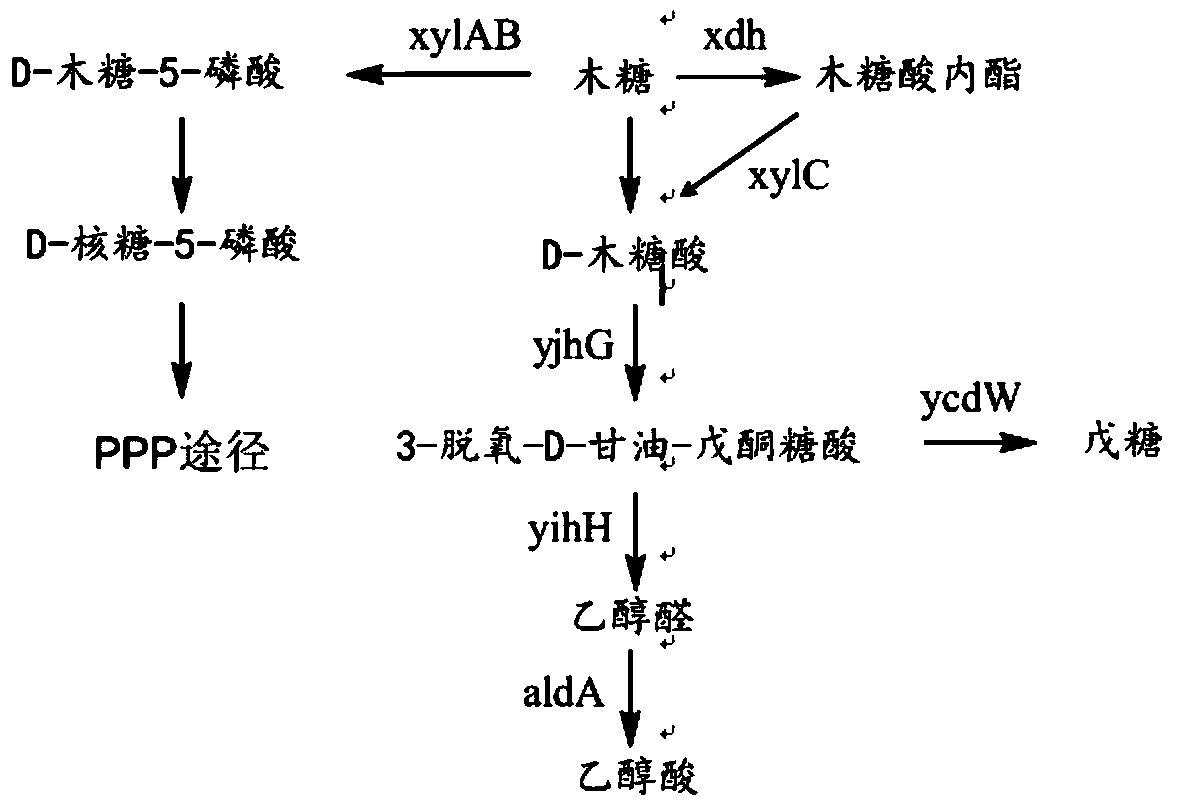 A recombinant bacterium that utilizes xylose to produce glycolic acid and its construction method and application