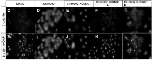 Triazolone thiadiazole compounds capable of promoting regeneration of cardiomyocytes and pharmaceutical use thereof