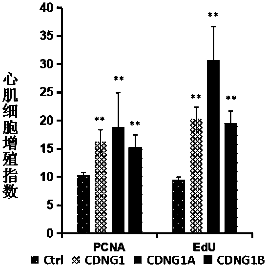 Triazolone thiadiazole compounds capable of promoting regeneration of cardiomyocytes and pharmaceutical use thereof