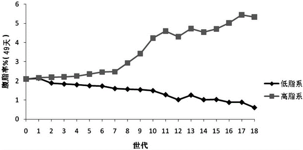 Method for breeding high-low abdominal fat broiler strains