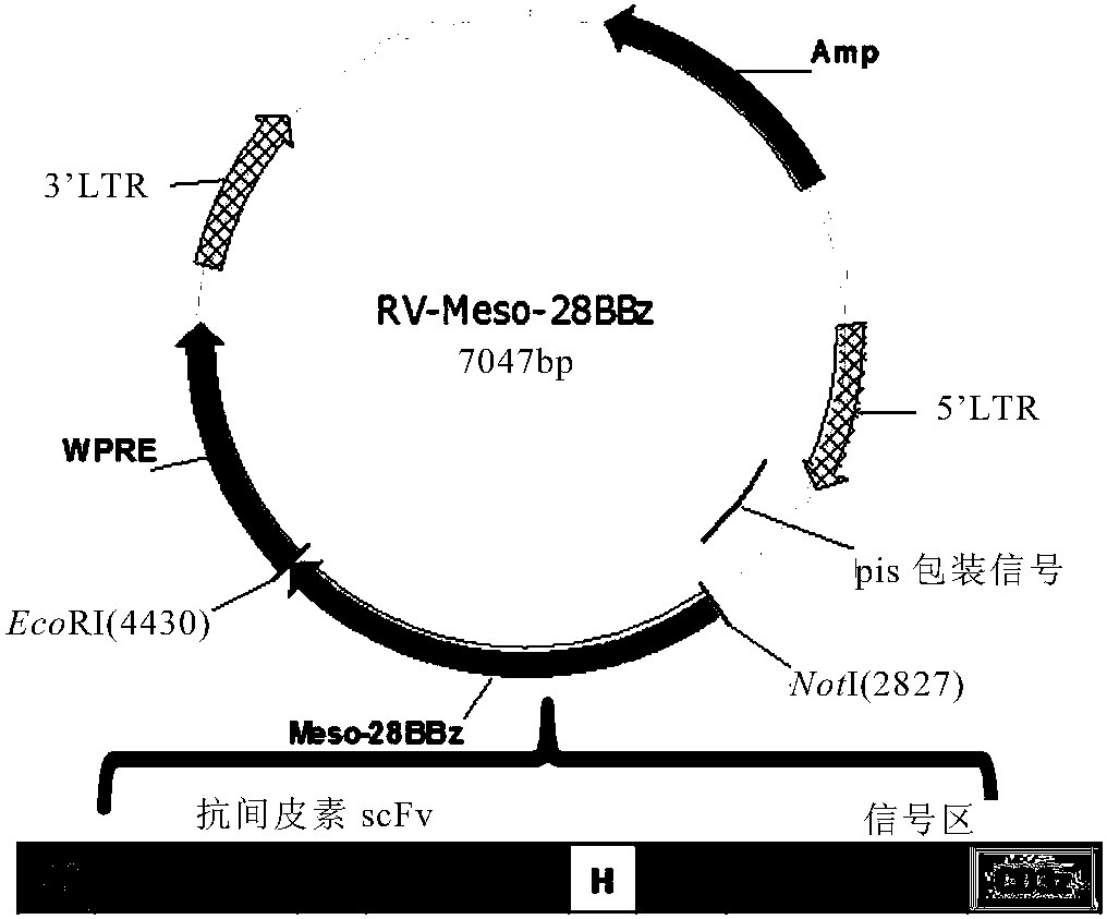 Mesothelin-targeting chimeric antigen receptor and uses thereof