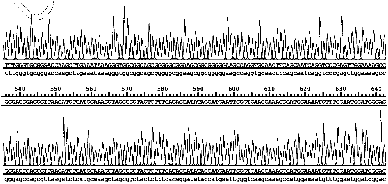 Mesothelin-targeting chimeric antigen receptor and uses thereof