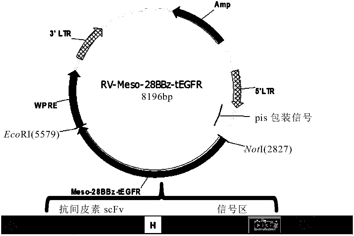 Mesothelin-targeting chimeric antigen receptor and uses thereof