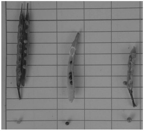 Molecular marker for identifying interspecific hybrids of Chinese cabbage and brassica carinata and separation conditions of A10 and C09 chromosomes of progeny materials