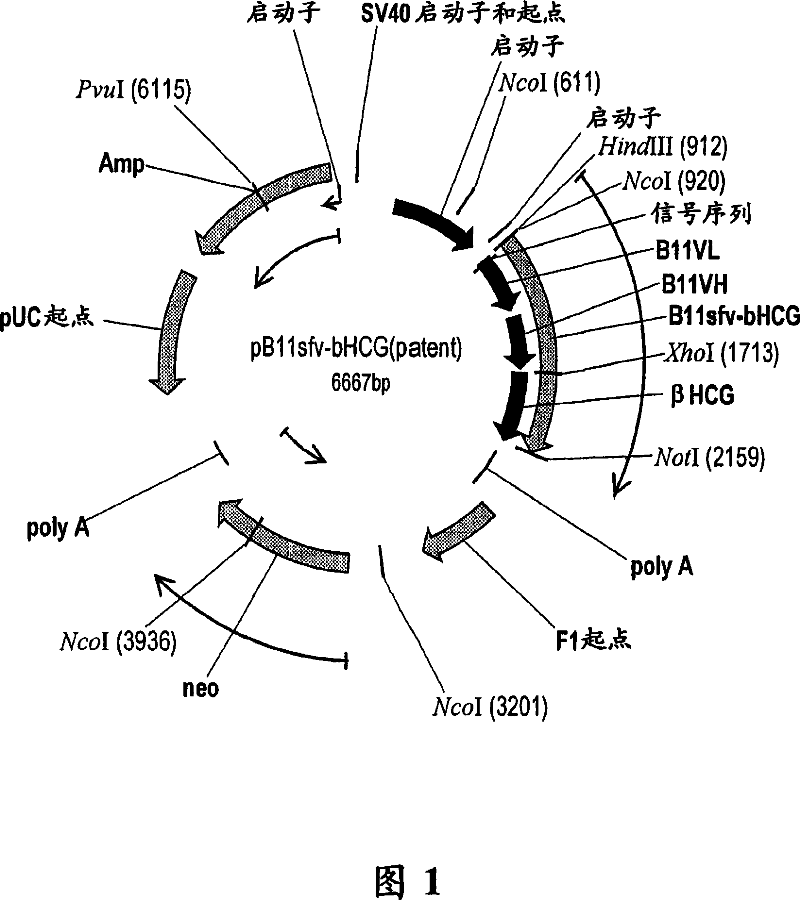 Vaccine conjugate including a human chorionic gonadotropin beta subunit antigen linked to an anti-mannose receptor (mr) antibody