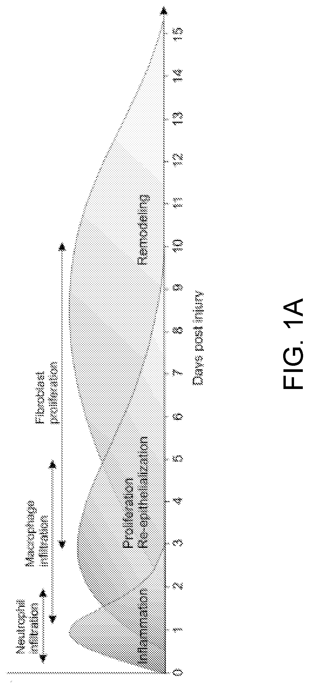 B cell immunotherapy