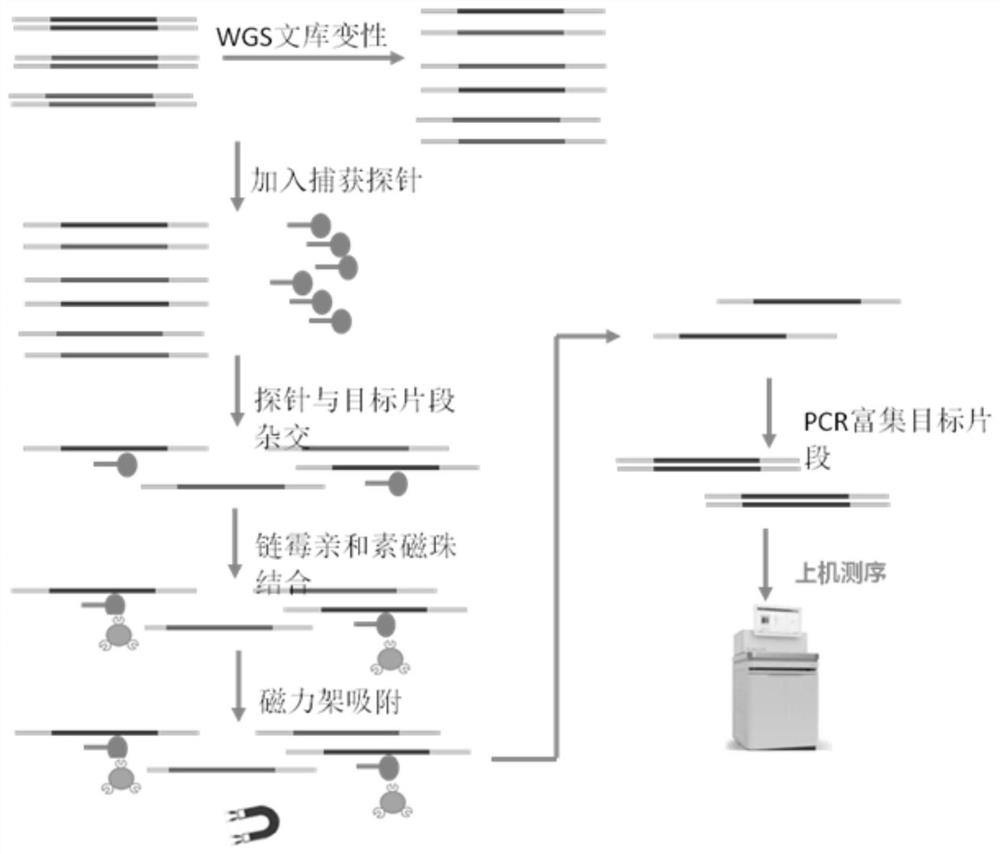 SNP molecular marker combination for identification of genetic relationship of pigs, application and method