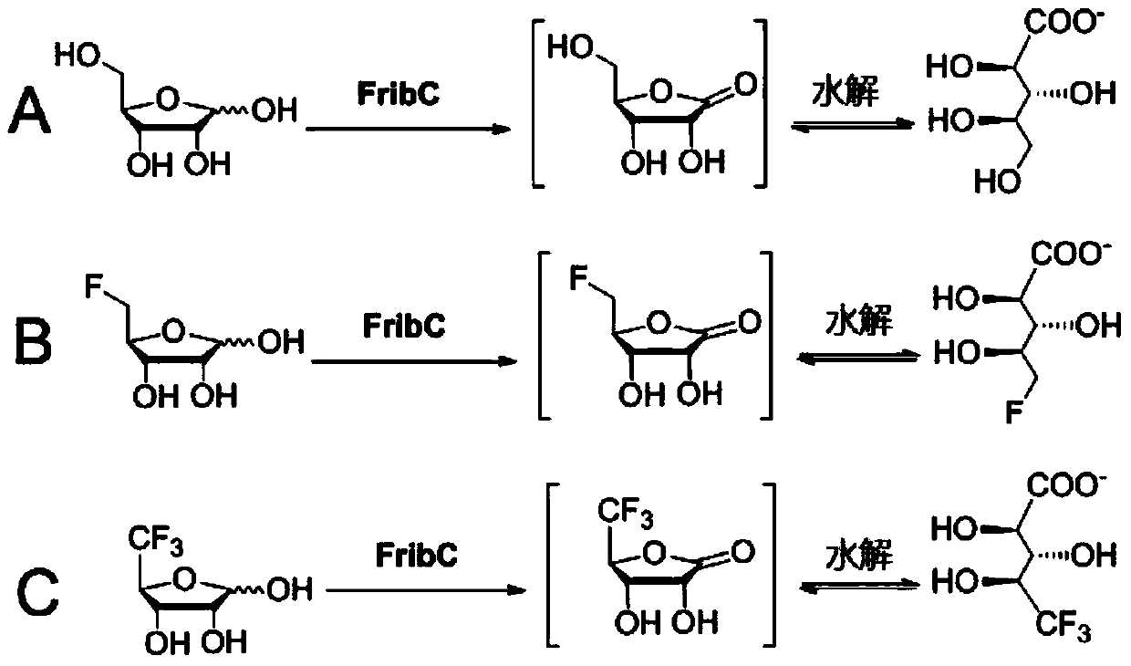 Short-chain dehydrogenase capable of hydrolyzing ribose and variety of fluorinated ribose