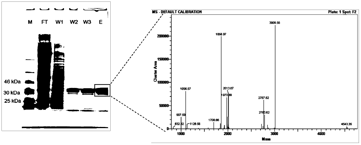 Short-chain dehydrogenase capable of hydrolyzing ribose and variety of fluorinated ribose