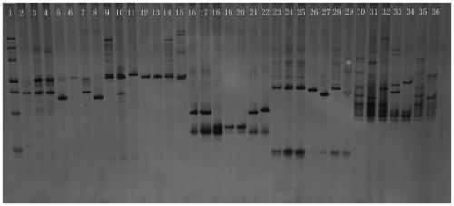 Sagittaria sagittifolia SSR primer group and application thereof