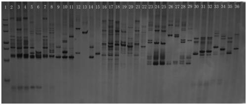 Sagittaria sagittifolia SSR primer group and application thereof