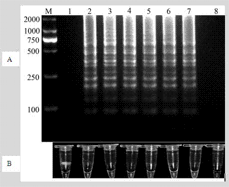 Phytophthora capsici LAMP (Loop-mediated isothermal Amplification) primer and rapid detection method thereof