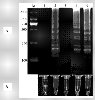 Phytophthora capsici LAMP (Loop-mediated isothermal Amplification) primer and rapid detection method thereof