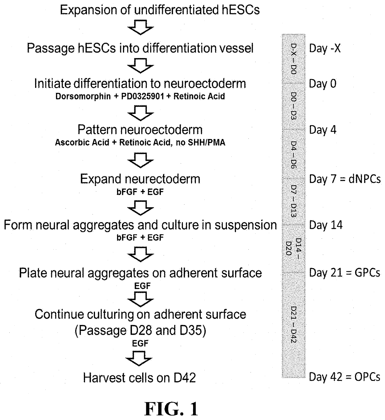 Dorsally-derived oligodendrocyte progenitor cells from human pluripotent stem cells