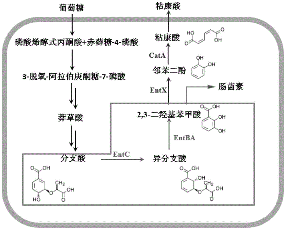 Colibacillus engineering bacterium taking glucose as substrate for synthesizing muconic acid