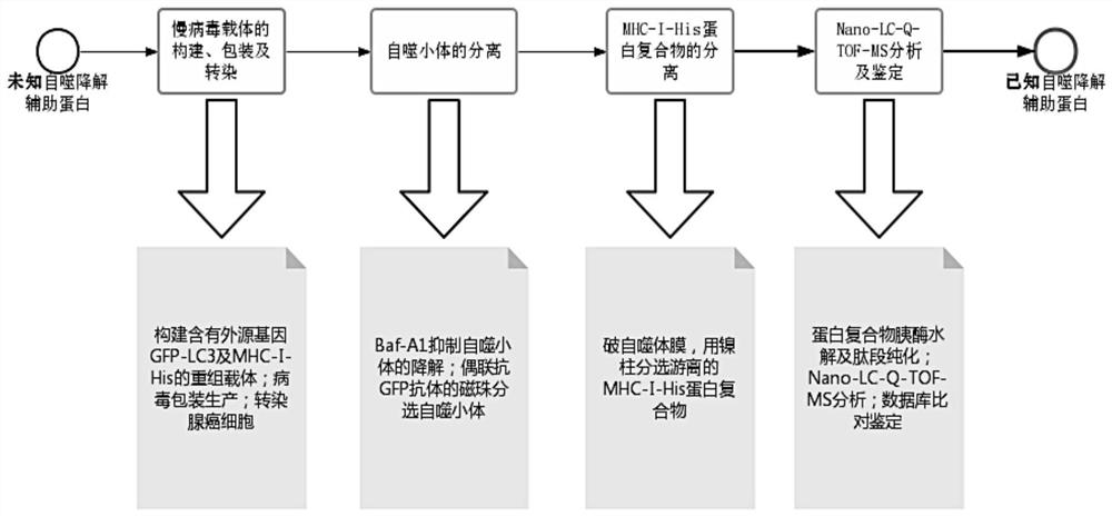 Method for screening autophagy degradation helper protein