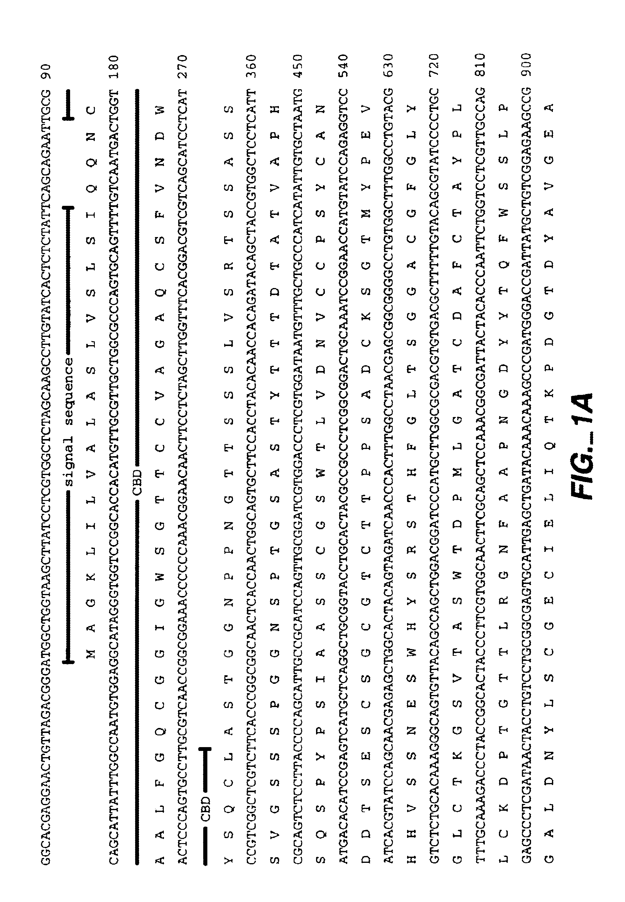 Microbial swollenin protein, DNA sequences encoding such swollenins and method of producing such swollenins