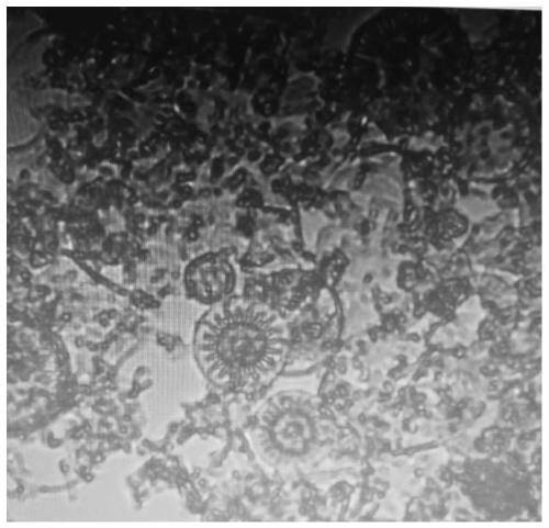 Diatomite-beet armyworm nuclear polyhedrosis virus composition and preparation thereof