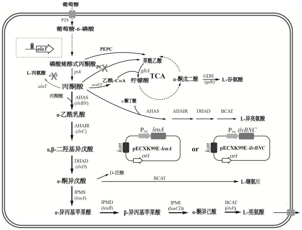 Recombinant Corynebacterium glutamicum capable of effectively utilizing pyruvate and its construction and application