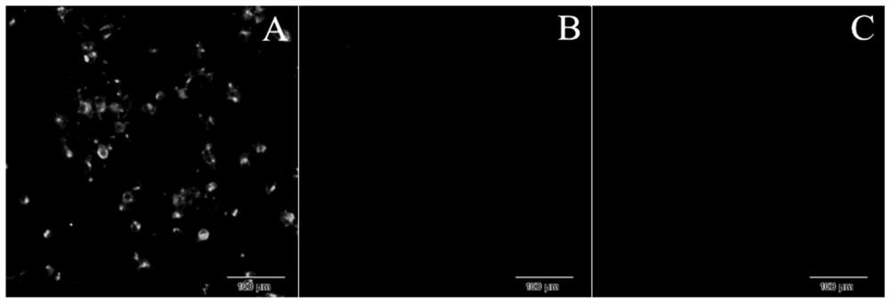 A kind of hybridoma cell line secreting anti-cphv-1 monoclonal antibody and its application