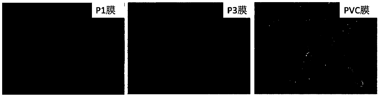 Anionic chlorine-containing amphiphilic polymer and preparation method thereof