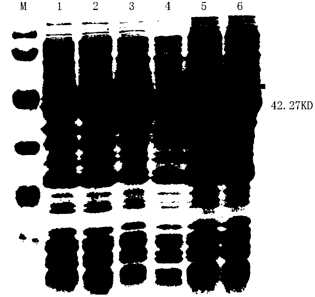 Amidase gene of Variovorax boronicumulans CGMCC 4969, and its application in biological degradation of acrylamide