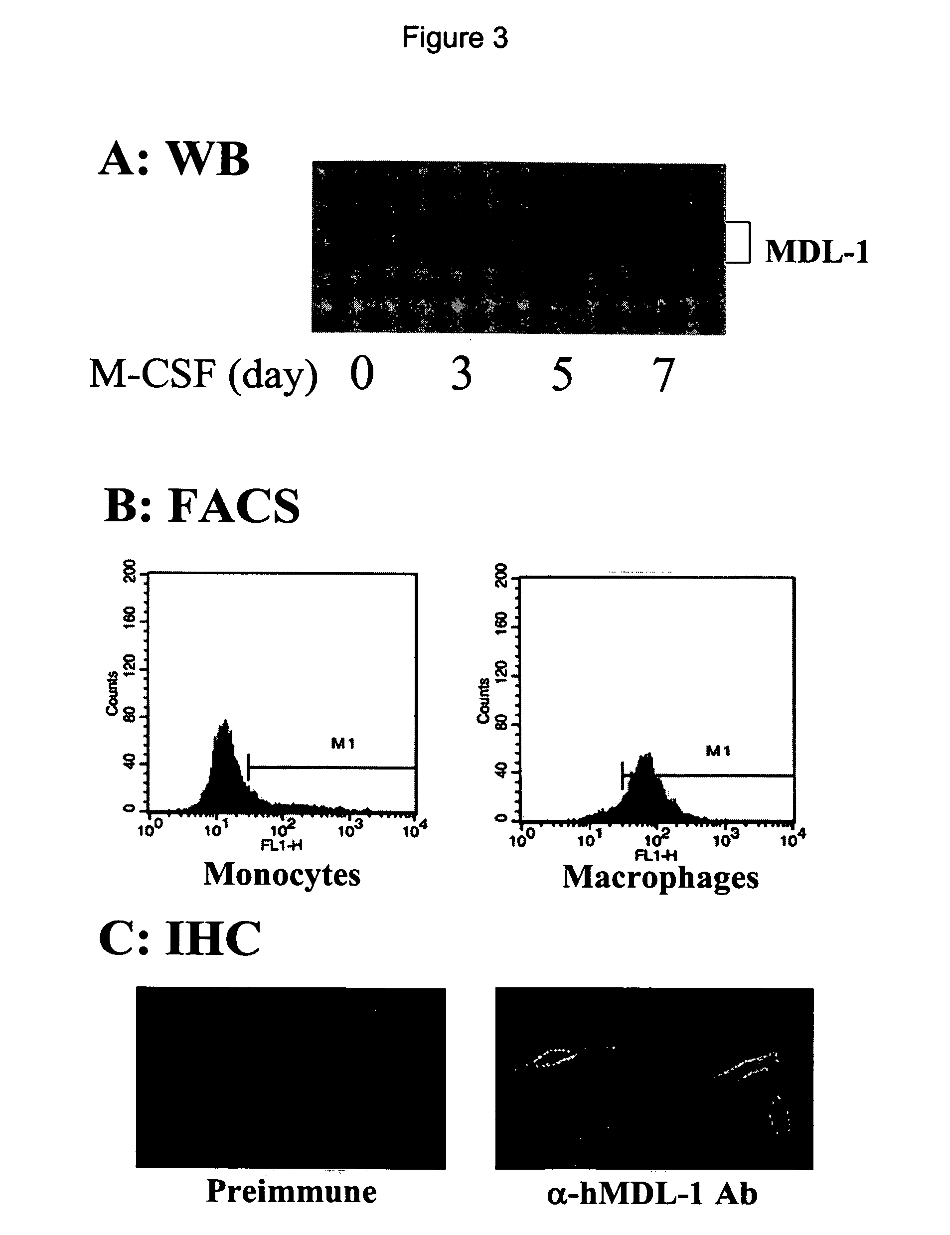 Modulation of MDL-1 activity for treatment of inflammatory disease