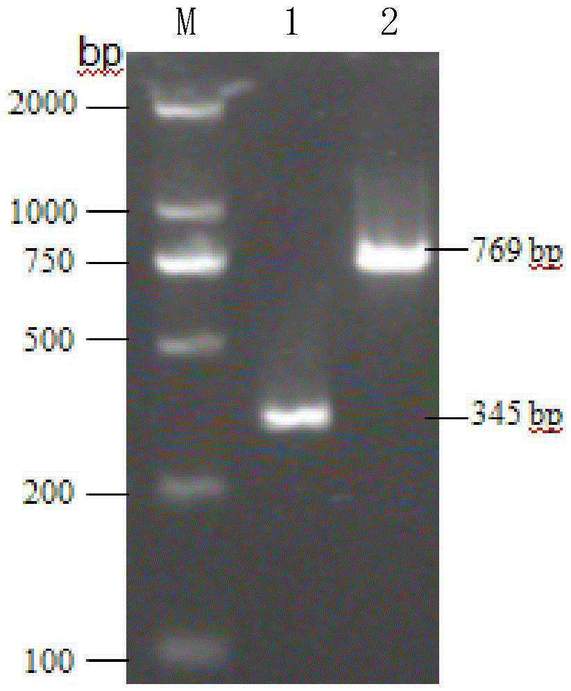 Method for rapidly detecting bacillus coagulans and multiplex PCR reagent kit