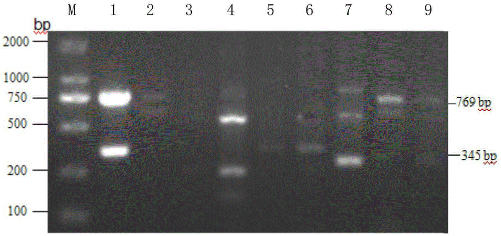 Method for rapidly detecting bacillus coagulans and multiplex PCR reagent kit