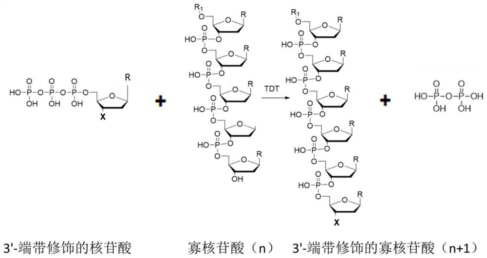 New functions and applications of nucleoside transferase