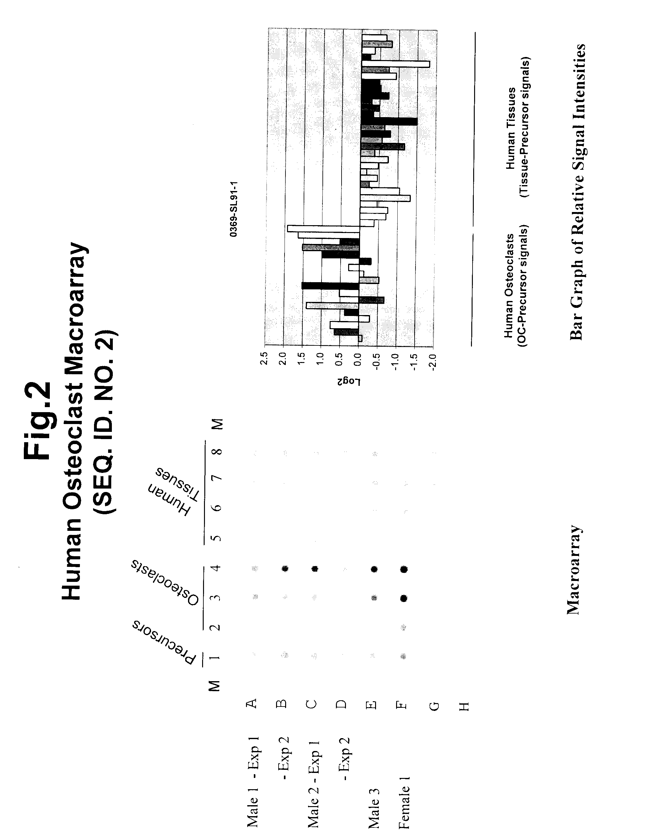 Polynucleotides and polypeptide sequences involved in the process of bone remodeling