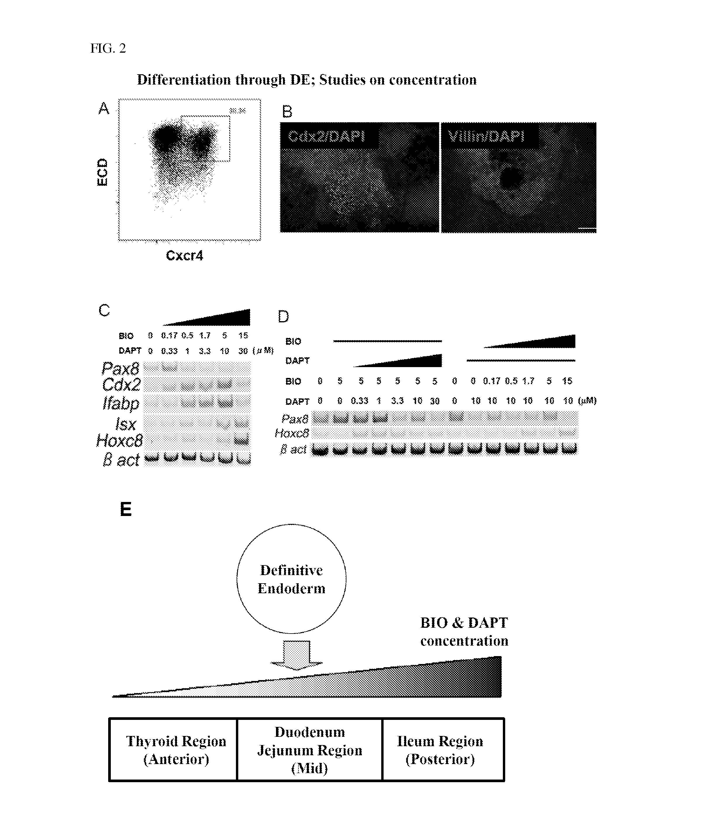 Method for producing intestinal cells