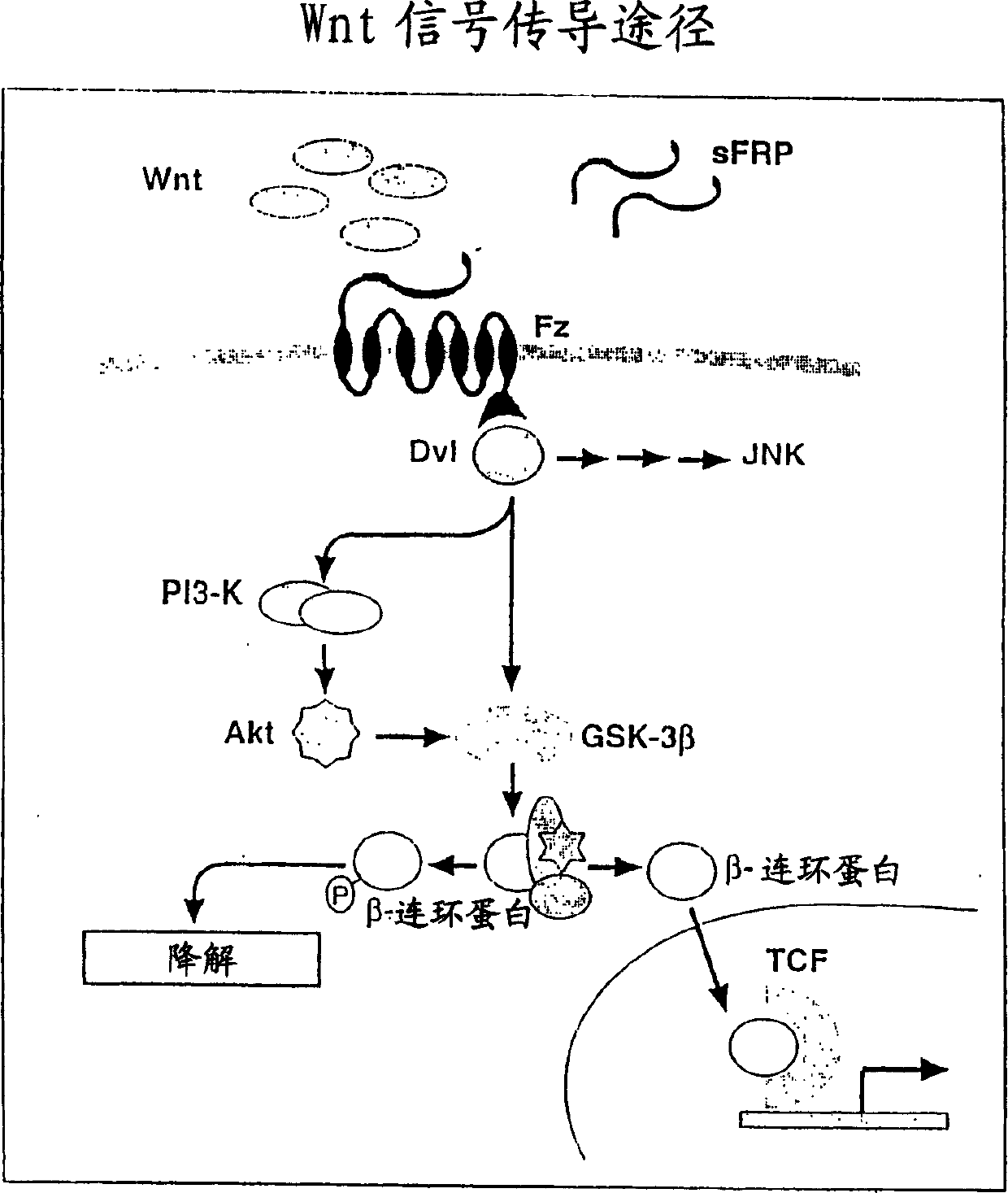 Nucleic protein 'Shoca'-a component of wnt signal transmission channel