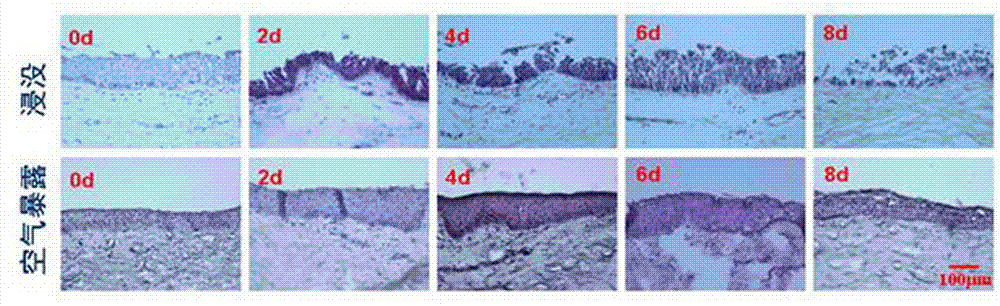 Preservation method for corneal limbus tissue