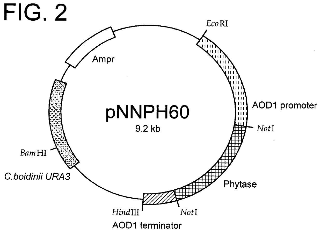 Method for producing phytase