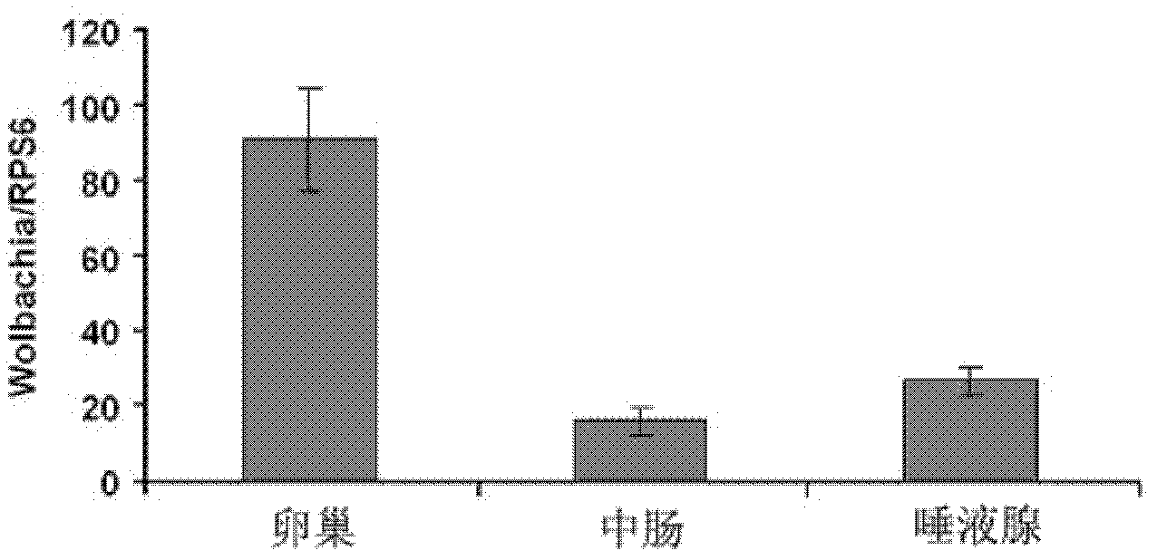 Primer for quickly and quantitatively detecting Wolbachia in tissues of mosquito and reagent box and method thereof