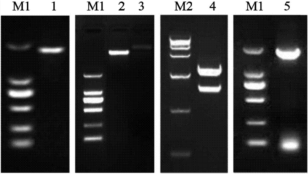 Chrysanthemum strigolactone synthetase gene CmCCD8 and application thereof in changing chrysanthemum flowering phase