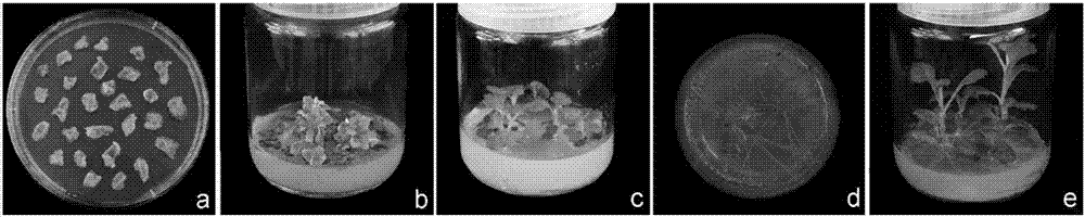 Chrysanthemum strigolactone synthetase gene CmCCD8 and application thereof in changing chrysanthemum flowering phase