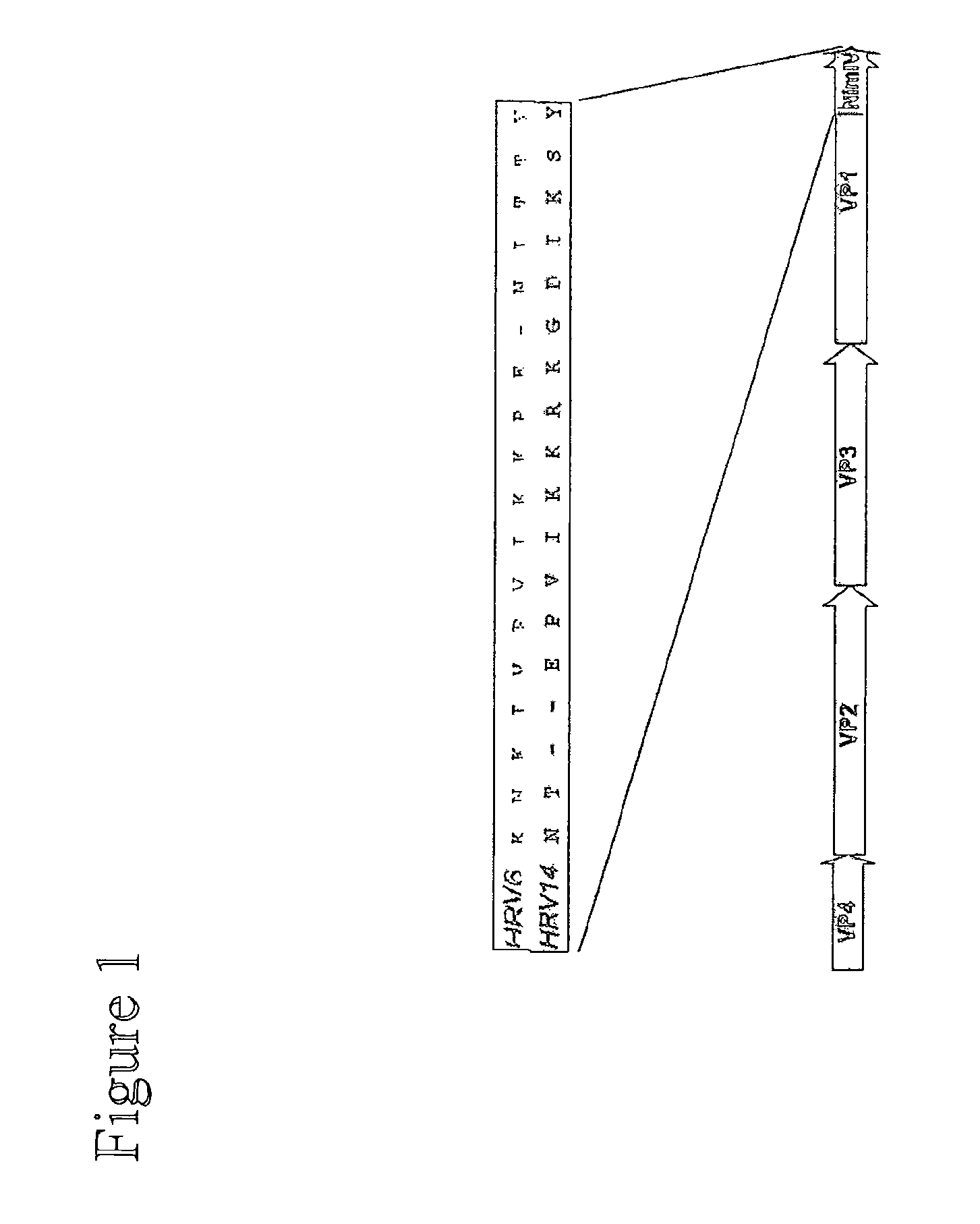 Neutralizing immunogen (NimIV) of rhinovirus and its use for vaccine applications