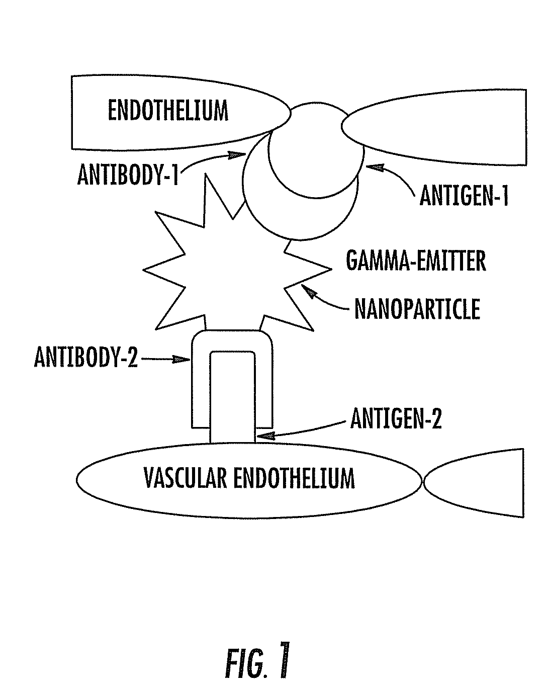 Phage antibodies to radiation-inducible neoantigens