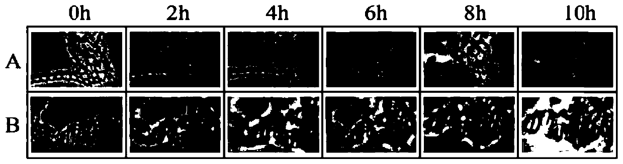 Method for improving lignocellulose saccharification efficiency