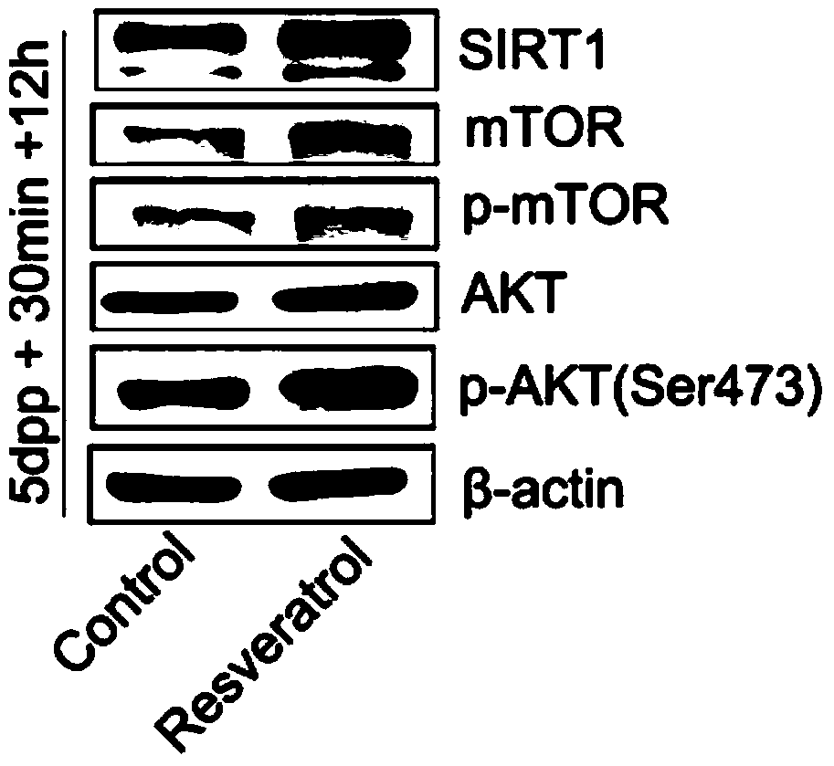 Purpose of resveratrol and in vitro activation primordial follicle reagent and method