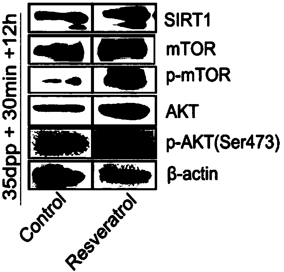 Purpose of resveratrol and in vitro activation primordial follicle reagent and method