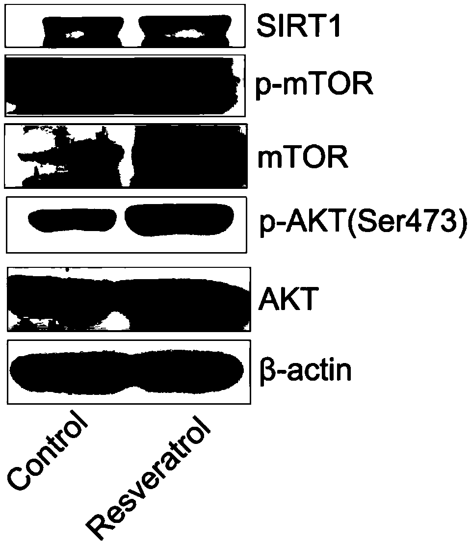 Purpose of resveratrol and in vitro activation primordial follicle reagent and method