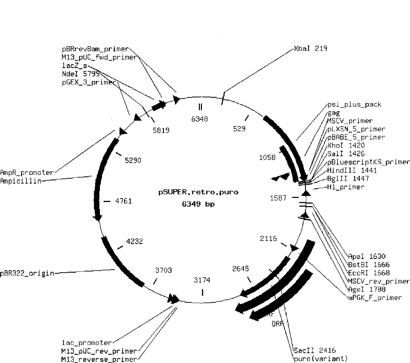 The rna, recombinant and its application for inhibiting human ferroportin