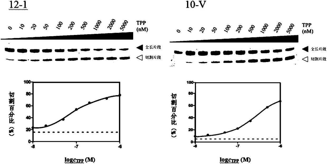 RNA sensor for detecting thiamine pyrophosphate and application thereof