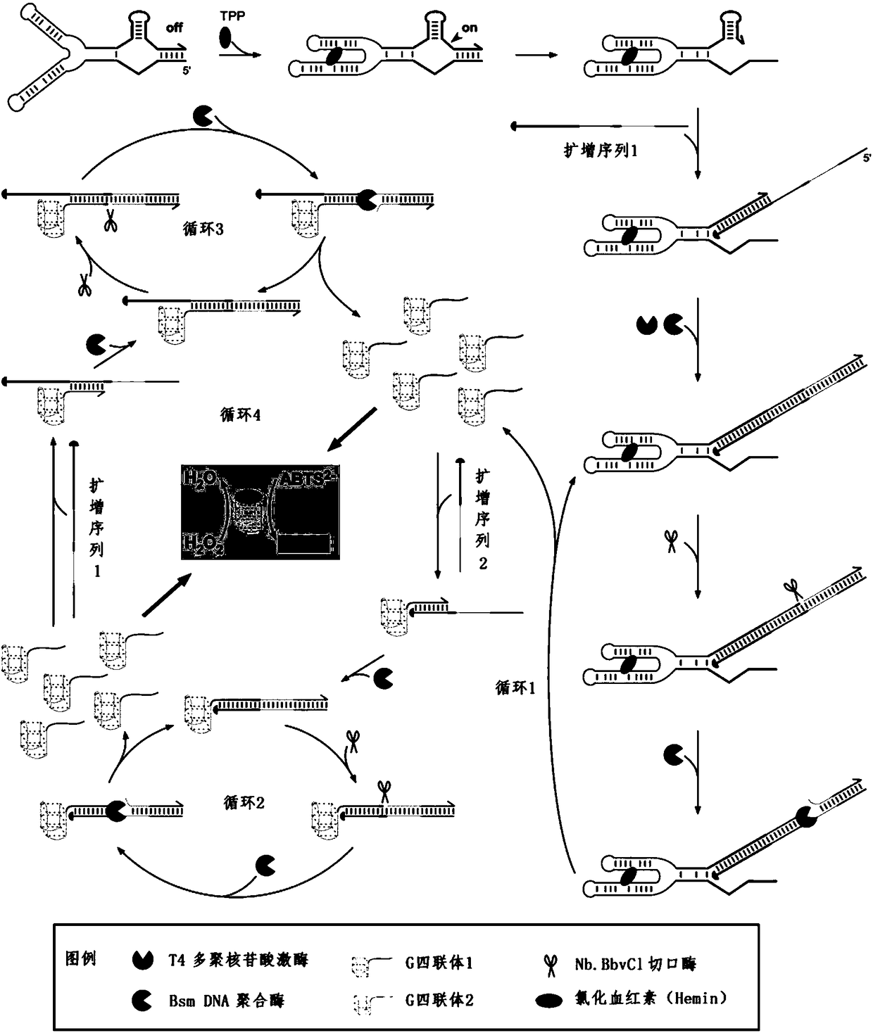 RNA sensor for detecting thiamine pyrophosphate and application thereof