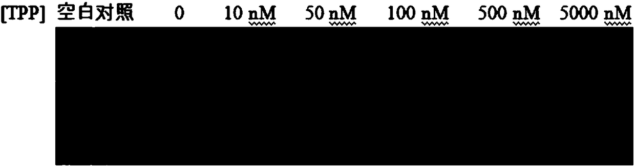 RNA sensor for detecting thiamine pyrophosphate and application thereof